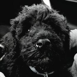 Portuguese Water Dogs from Danca PWDs