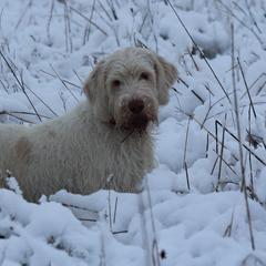 Spinoni Italiani from Bella Campo Spinone