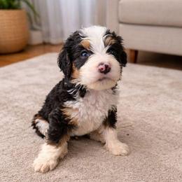 Sunny - Tri-color male Bernedoodle puppy in Cape Fair, Missouri from Flat Creek Bernedoodles