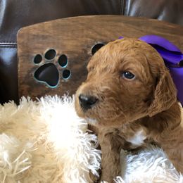 Goldendoodle Puppies from Carefree Goldendoodles