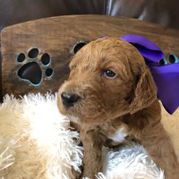 Goldendoodle Puppies from Carefree Goldendoodles