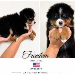 FREEDOM - Black tri-color male Australian Shepherd puppy in Gowen, Michigan from XA AUSTRALIAN SHEPHERDS
