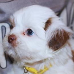 Hannah - Liver and white female Shih Tzu puppy in Suwanee County, Florida from Everlasting Shih Tzu
