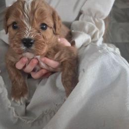 Romeo - Red male Cavapoo puppy in Hudson, Michigan from Peaceful Pines LLC