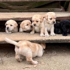 Girl 1 - Yellow female Labrador Retriever puppy in Cutler, Indiana from Woodstock Retrievers