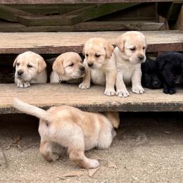 Girl 1 - Yellow female Labrador Retriever puppy in Cutler, Indiana from Woodstock Retrievers