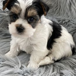 Maltese and Yorkshire Terrier Puppies from Precious Paws Maltese and Yorkies