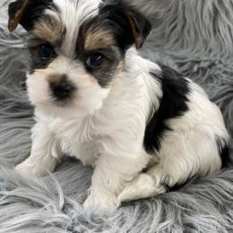 Maltese and Yorkshire Terrier Puppies from Precious Paws Maltese and Yorkies