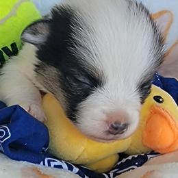 Navy blue bandana boy - Black and tan male Pembroke Welsh Corgi puppy in Cherokee, Oklahoma from MCS Farms-OK