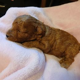Kianna - Red  female Poodle puppy in North Carolina from Faithful Hearts Kennel