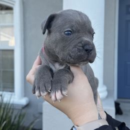 Cane Corso Puppies from Valyrian Cane Corsos