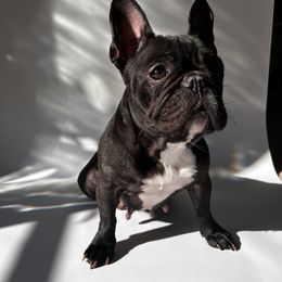 Lilo - French Bulldog
