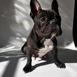 Lilo - French Bulldog