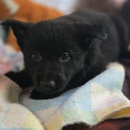 Female 2 - Black female German Shepherd puppy in Leon, West Virginia from Heart2Heart Kennels