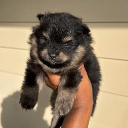 Bo-Peep - Black and tan female Pomeranian puppy in Hampton, Virginia from Hearts Of Love
