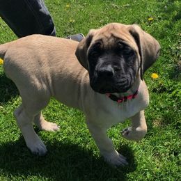 Mastiff Puppies from Eagle Pond Mastiffs