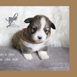 Brown collar - White and red male Pembroke Welsh Corgi puppy in Wayne City, Illinois from Lash Livestock & Corgis