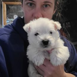 Christmas girl - White female West Highland White Terrier puppy in Hoschton, Georgia from AKC  Westie World