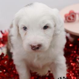 Anthony Bridgerton - Brown and white male Sheepadoodle puppy in Edmond, Oklahoma from Rock N Roll Doodles