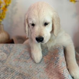 Black collar - Light golden male Golden Retriever puppy in Wisconsin Rapids, Wisconsin from Clementi Ranch Golden and Poodle