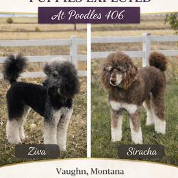 Poodle puppies from 406 Poodles