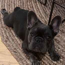 Bulldog and French Bulldog All Grown Up from Salem Bulldogs