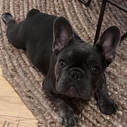 Bulldog and French Bulldog All Grown Up from Salem Bulldogs