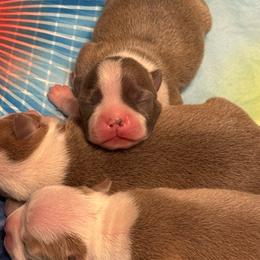 Boy 1 - Lilac male Boston Terrier puppy in Red Rock, Arizona from Cortes Boston Terriers