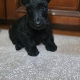 Boy 2 - Black male Scottish Terrier puppy in Seymour, Missouri from Fairview's Precious Pups