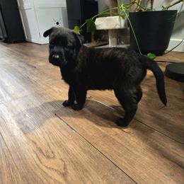Cupid (green) - Black brindle male Dutch Shepherd puppy in Signal Mountain, Tennessee from Torgun Police Dogs
