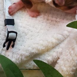 Miniature Australian Shepherd Puppies from Barnyard Mini Aussies