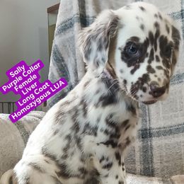 Sally (Purple Collar) Homozygous LUA - White and liver brown female Dalmatian puppy in Raymondville, Missouri from Wagner's Dalmatian's