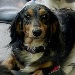 Cybele - Dachshund