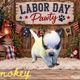 Smokey - Red speckled male Australian Cattle Dog puppy in Oronogo, Missouri from Dutton's Show Me Farms