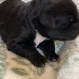 Sheepadoodle Puppies from Riley Grace Puppies