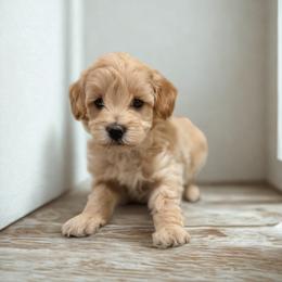 Milo - Cream male Maltipoo puppy in Bells, Texas from Partridge Doodles and Poodles