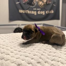 Violet Collar - Fawn female Perro de Presa Canario puppy in Raleigh, North Carolina from Kings Court Kennel