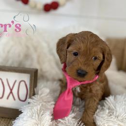 Blue collar - Red  male Goldendoodle puppy in Ohio from Farr’s Goldens and Doodles