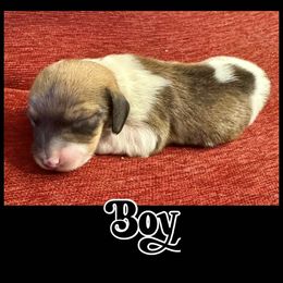 Brown and White Piebald Male - Piebald male Dachshund puppy in Michigan from Amberly's Dachshunds