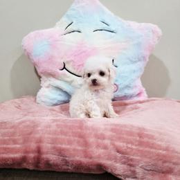 Venus (AKC) - White female Poodle puppy in Rainbow City, Alabama from Spinks Poodles