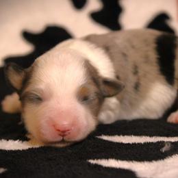 Faith - Blue merle female Miniature Australian Shepherd puppy in Menomonee Falls, Wisconsin from Hunt N Oaks