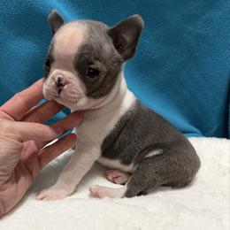 Paul - Blue male Boston Terrier puppy in Wellington, Ohio from Twist of Faith Farms