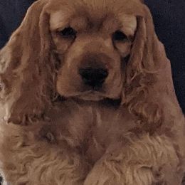 Cocker Spaniel Puppies from Jacobsen's Cockers