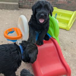 Giant Schnauzer Puppies from Riesenschnauzers von Reh Bach