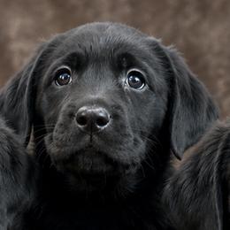 Girl 3 - Black female Labrador Retriever puppy in Nevada from Battleborn Labradors