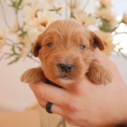 Millie - Apricot female Goldendoodle puppy in San Tan Valley, Arizona from Golden Haven Puppies