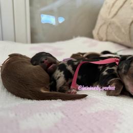 Raisin-5000 - Dapple female Dachshund puppy in Summerfield, Florida from Dachshundly Perfect