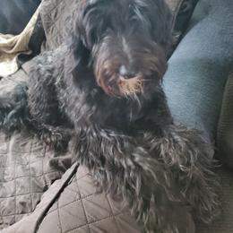 Sofia - Sheepadoodle