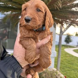 Boy blue - Red male Dachshund puppy in Corona, Ca Hemet, Ca Surpise, Az, California from Over The Moon Dachshunds