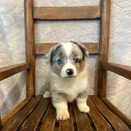 Jock - Blue merle and white male American Corgi puppy in Decatur, Texas from Bar S Corgis